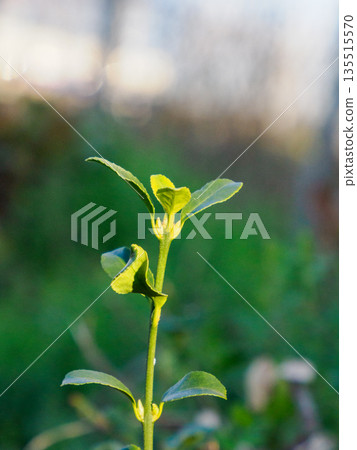 柔光下的嫩綠芽 柔光下的嫩綠芽 135515570