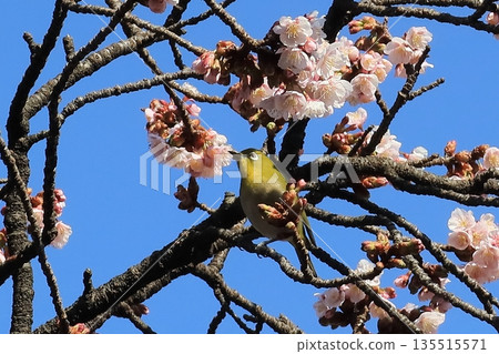 櫻花上的繡眼鳥 135515571