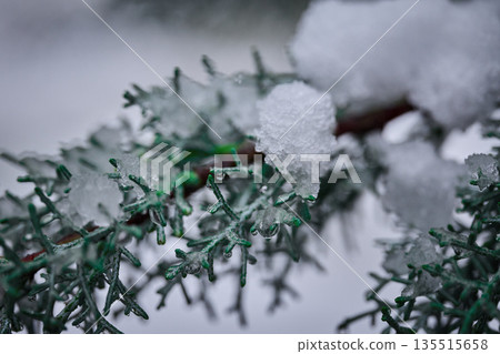 Close-up of green cedar foliage covered in fresh white snow and melting ice crystals Close-up of green cedar foliage covered in fresh white snow and melting ice crystals 135515658