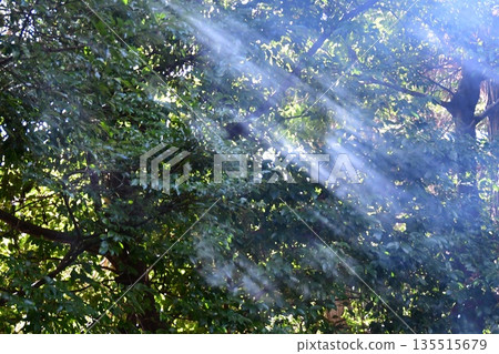 Light and shadow Light and shadow 135515679