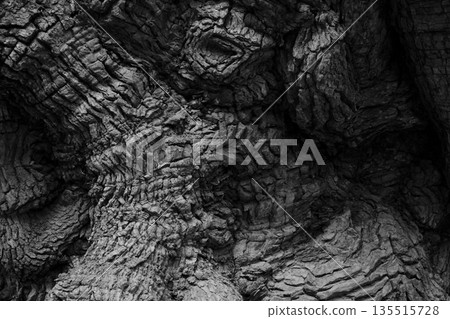 Bark of a giant tree, monochrome Bark of a giant tree, monochrome 135515728