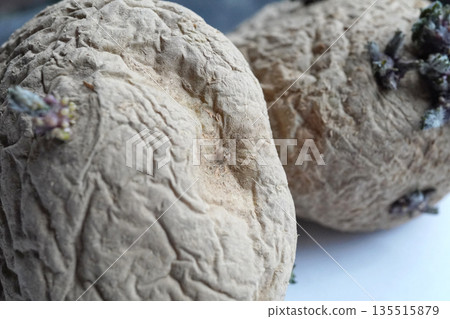 Seed potato navel 04 Seed potato navel 04 135515879