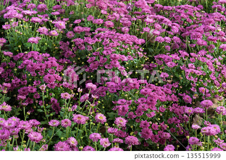 Soft pink purple Chrysanthemum flowers nature in the garden. 135515999