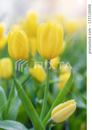 Spring blossoming yellow tulips, bokeh flower background, pastel and soft floral. 135516006