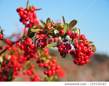 Fruit of pyracantha Fruit of pyracantha 135516167