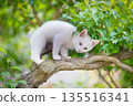 May: A white kitten grows up quickly 135516341