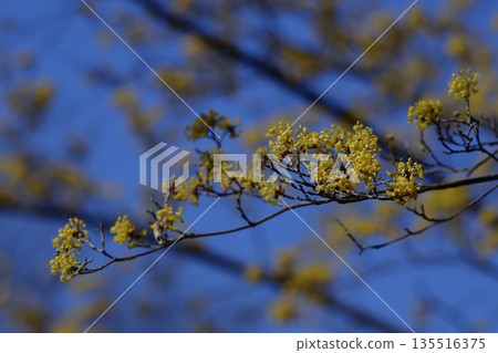 Sanshuyu在花園裡 Sanshuyu在花園裡 135516375