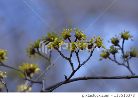 Sanshuyu in the garden 135516378