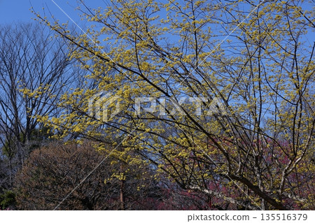 Sanshuyu in the garden 135516379