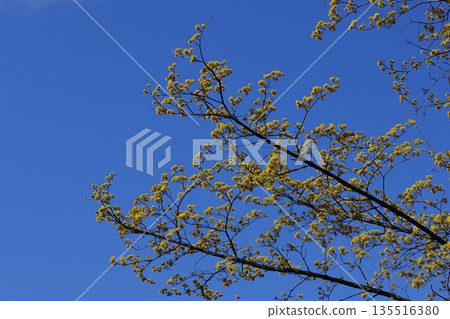 Sanshuyu in the garden 135516380