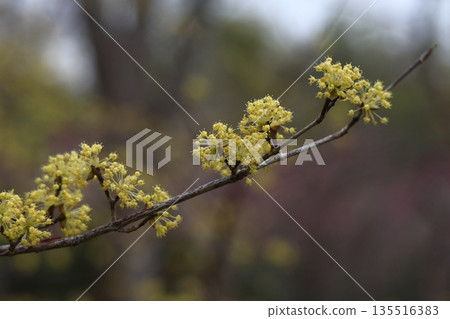 Sanshuyu在花園裡 135516383