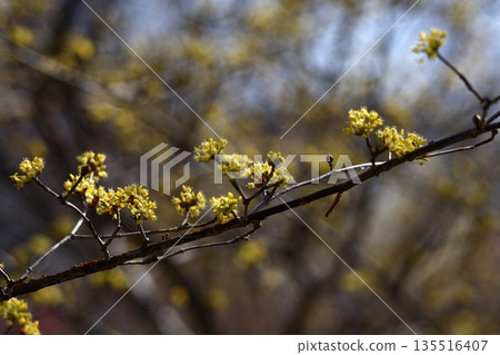 Sanshuyu in the garden 135516407