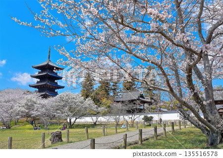 [岡山縣]春天的備中國分寺（櫻花和五重塔） 135516578