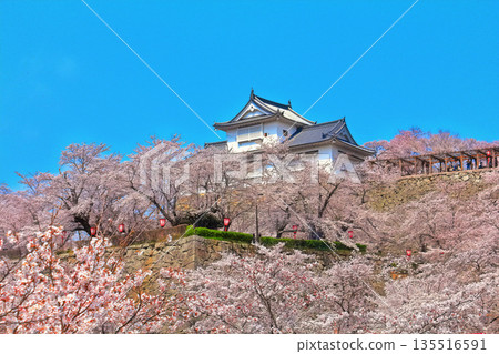 [Okayama Prefecture] Tsuyama Castle in the spring when cherry blossoms bloom (Binaka turret) 135516591
