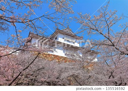 [Okayama Prefecture] Tsuyama Castle in the spring when cherry blossoms bloom (Binaka turret) 135516592