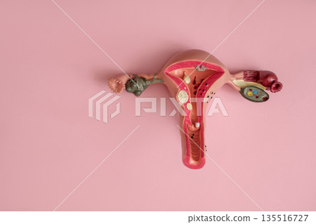 Anatomical image of the uterus on a pink studio background with copy space. International Day of Action for Women Health. A full-size cross-sectional model illustrates numerous pathologies Anatomical image of the uterus on a pink studio background with copy space. International Day of Action for Women Health. A full-size cross-sectional model illustrates numerous pathologies 135516727