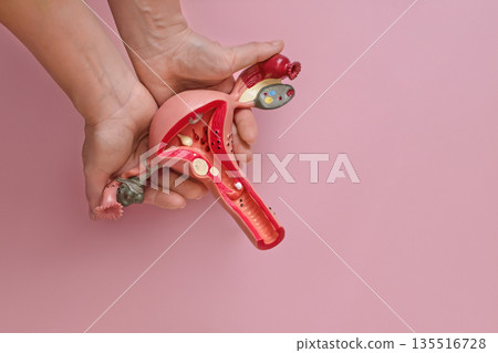 Anatomical model of the uterus in women's hands on a pink studio background. International Day of Action for Women Health 135516728