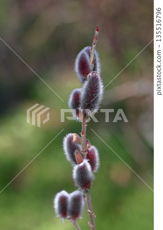 A flower that resembles a cat's tail A flower that resembles a cat's tail 135516796