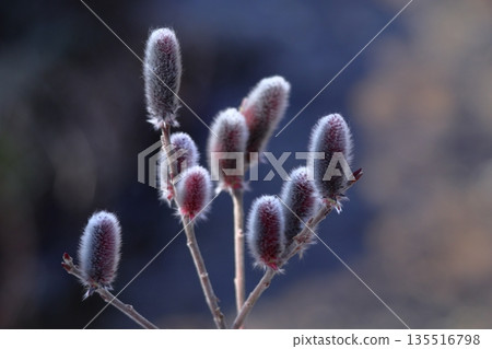 A flower that resembles a cat's tail 135516798