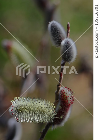 A flower that resembles a cat's tail 135516801