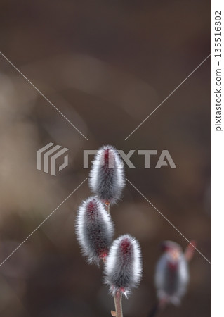A flower that resembles a cat's tail 135516802