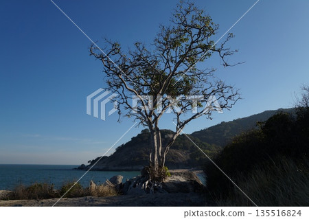 Where the sea meets the sky.Blue sky meets turquoise sea on the horizon, with rocks and cliffs with vegetation in the foreground. 135516824