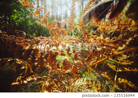 Dried Fern and Grasses Close-up with Forest Backdrop 135516944