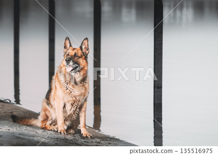 Alsatian Wolf Dog Portrait Against Blurred Urban Background Close-Up Alsatian Wolf Dog Portrait Against Blurred Urban Background Close-Up 135516975