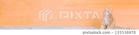 Cat Copy Space Background In Calming Coral Color Colour. Young Red Maine Coon Kitten Cat Sitting On Sofa. Coon Cat, Maine Cat, Maine Shag. Amazing Pets Pet. Portrait On Backdrop In Yellow Light Orange 135516978