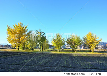 十日町市景色,街道兩旁綠樹成蔭,遍植金色的銀杏葉(新潟縣十日町市) 十日町市景色,街道兩旁綠樹成蔭,遍植金色的銀杏葉(新潟縣十日町市) 135517013