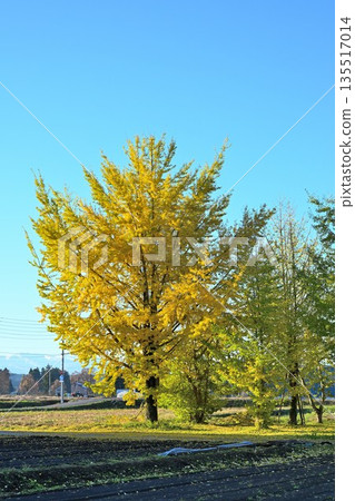 A view of Tokamachi City lined with yellow ginkgo leaves (Tokamachi City, Niigata Prefecture) 135517014