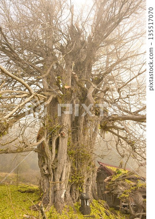 Kobe's large ginkgo tree shrouded in morning mist (Iiyama City, Nagano Prefecture) 135517070