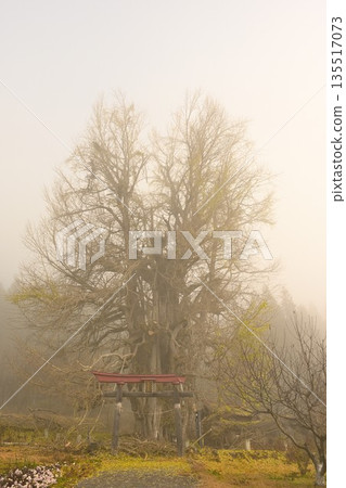 Kobe's large ginkgo tree shrouded in morning mist (Iiyama City, Nagano Prefecture) 135517073