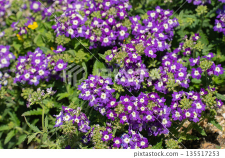 Purple pansies in early summer Purple pansies in early summer 135517253