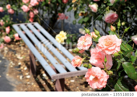 盛開的粉紅色玫瑰 135518010