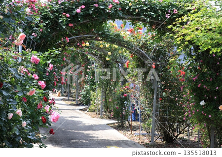一條兩旁是玫瑰拱門的道路 135518013