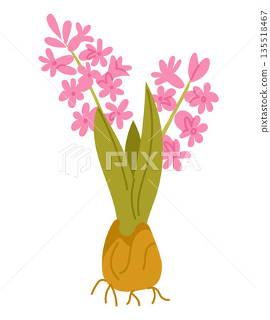 Pink flowering bulb with green leaves and delicate blossoms isolated on white background in flat vector style. Concept of spring growth nature cycle gardening and plant life beginning Pink flowering bulb with green leaves and delicate blossoms isolated on white background in flat vector style. Concept of spring growth nature cycle gardening and plant life beginning 135518467