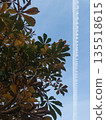 Yellow and green leaves on the tree and blue sky on the background 135518615