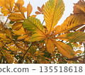 Yellow and green leaves on the tree and blue sky on the background 135518618