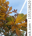 Yellow and green leaves on the tree and blue sky on the background 135518620