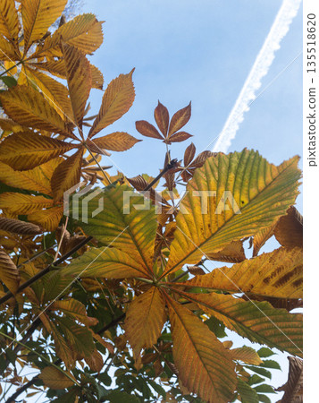 Yellow and green leaves on the tree and blue sky on the background Yellow and green leaves on the tree and blue sky on the background 135518620