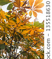 Yellow and green leaves on the tree and blue sky on the background 135518630