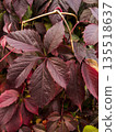 Red leaves of a wild grapes. A wall of colorful red ivy leaves. 135518637