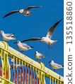 Yellow Bridge, Black-headed Gulls, Blue Sky ③ 135518860