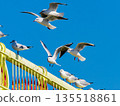 Yellow Bridge, Black-headed Gulls, Blue Sky ⓶ 135518861