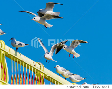 黃橋、黑頭鷗、藍天 ⓶ 135518861