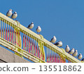 Yellow Bridge, Black-headed Gulls, Blue Sky① 135518862