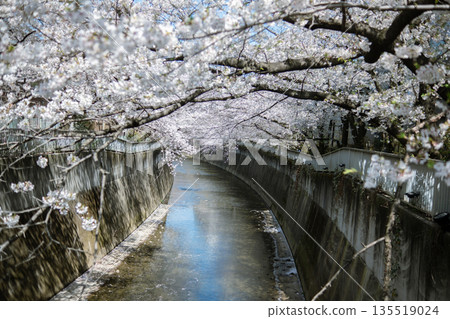 Cherry trees on the river Cherry trees on the river 135519024