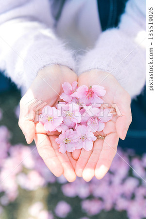Girl's hand holding a cherry blossom Girl's hand holding a cherry blossom 135519026