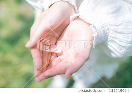 女孩的手握著一朵櫻花 女孩的手握著一朵櫻花 135519034